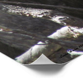 Elk Park Colorado Poster (Ecke)