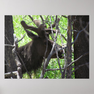 Elk Park Colorado Poster