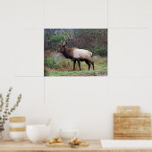 Elk Poster (Küche)