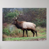 Elk Poster (Vorne)