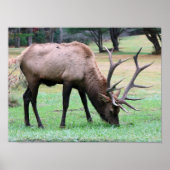 Elk Poster (Vorne)