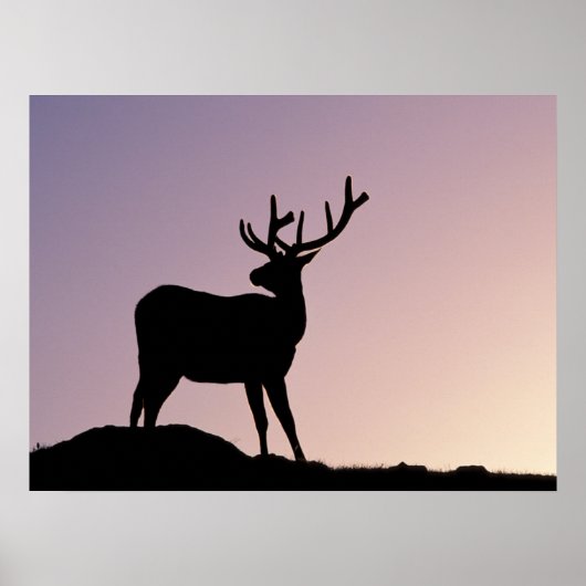Elk Rocky Mountain National Park, Colorado Poster (Vorne)