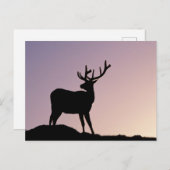 Elk Rocky Mountain National Park, Colorado Postkarte (Vorne/Hinten)