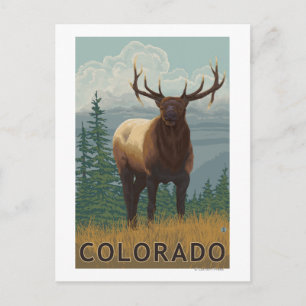 Elk SceneColorado Postkarte