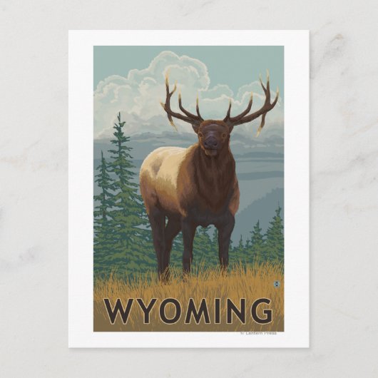 Elk SceneWyoming Postkarte (Vorderseite)