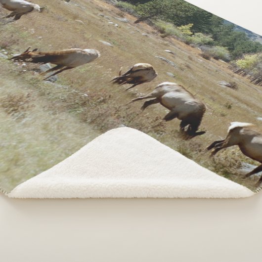 Elk-Sherpa-Decke Sherpadecke (3/4)