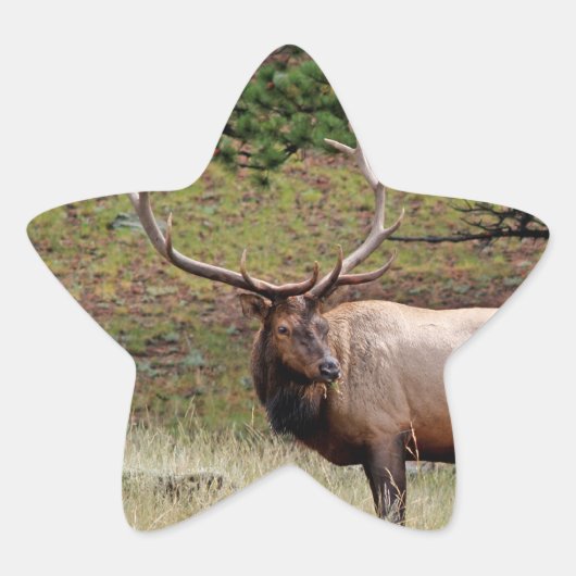 Elk Star Sticker (Vorderseite)
