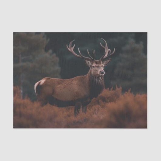 Elk Tissue Paper Seidenpapier (Vorderseite)