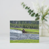 Elk und Baby in River Postkarte (Stehend Vorderseite)