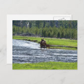 Elk und Baby in River Postkarte (Vorne/Hinten)