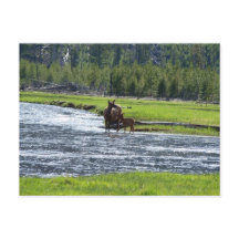 Elk und Baby in River