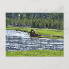 Elk und Baby in River Postkarte