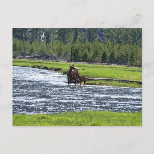 Elk und Baby in River Postkarte (Vorderseite)