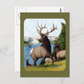 Elk Wapiti Postkarte (Vorne/Hinten)