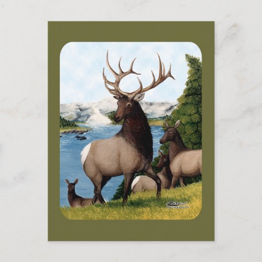 Elk Wapiti Postkarte (Vorderseite)
