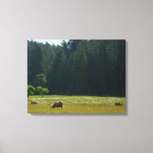 Elk-Wiese im Redwood-Nationalpark Leinwanddruck