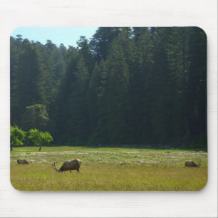 Elk-Wiese im Redwood-Nationalpark Mousepad