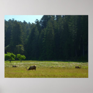 Elk-Wiese im Redwood-Nationalpark Poster