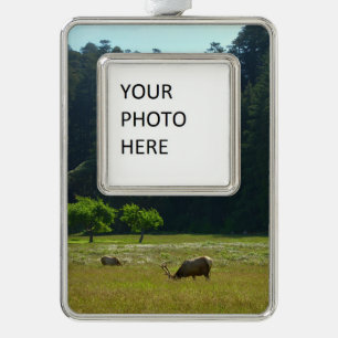 Elk-Wiese im Redwood-Nationalpark Rahmen-Ornament Silber