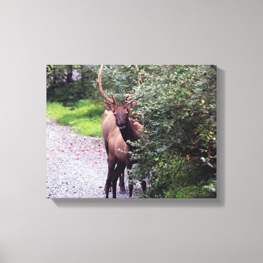 Elk Wrapped Canvas Leinwanddruck (Vorderseite)