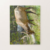 Elk Yellowstone Montana. Puzzle (Vertikal)