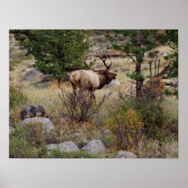 Elkbuglen im Rocky Mountain National Park Print Poster