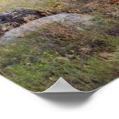 Elkbuglen im Rocky Mountain National Park Print Poster (Ecke)