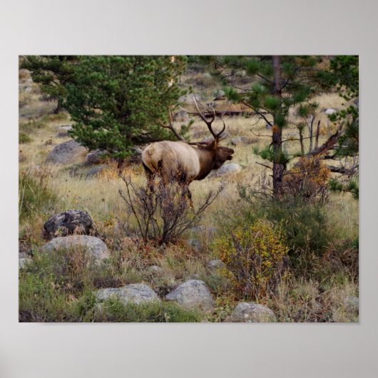 Elkbuglen im Rocky Mountain National Park Print Poster (Vorne)