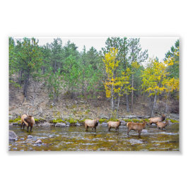 Elkherde, die im Big Thompson River waten Fotodruck