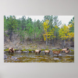 Elkherde, die im Big Thompson River waten Poster