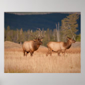 Elks Poster (Vorne)