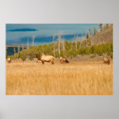 Elks Poster (Vorne)