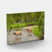 Elks überqueren den Colorado-Fluss Fotoblock (Links)