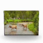Elks überqueren den Colorado-Fluss Fotoblock (Vorderseite)