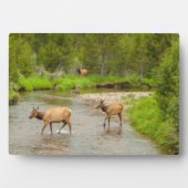 Elks überqueren den Colorado-Fluss Fotoplatte (Vorderseite)
