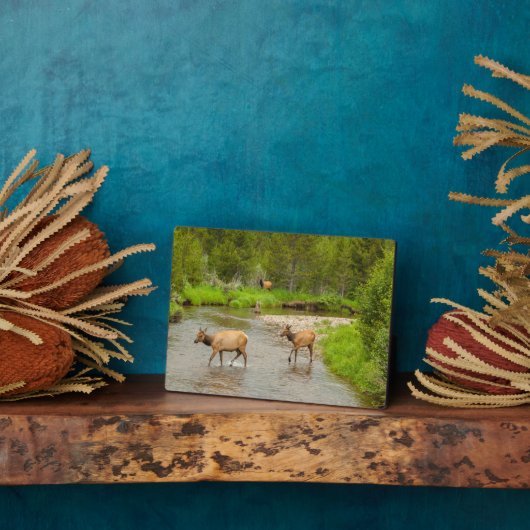 Elks überqueren den Colorado-Fluss Fotoplatte (Seite)