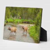 Elks überqueren den Colorado-Fluss Fotoplatte (Seite)