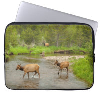 Elks überqueren den Colorado-Fluss