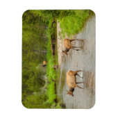 Elks überqueren den Colorado-Fluss Magnet (Vertikal)