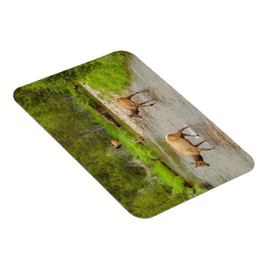 Elks überqueren den Colorado-Fluss Magnet (Rechte Seite)