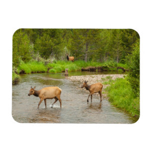 Elks überqueren den Colorado-Fluss Magnet