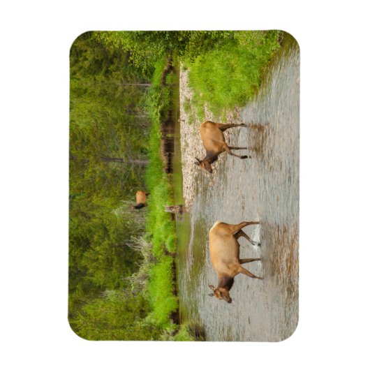 Elks überqueren den Colorado-Fluss Magnet (Vertikal)