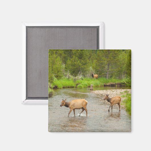 Elks überqueren den Colorado-Fluss Magnet (Vorderseite/Rückseite)