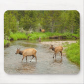 Elks überqueren den Colorado-Fluss Mousepad (Vorne)
