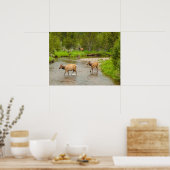 Elks überqueren den Colorado-Fluss Poster (Küche)