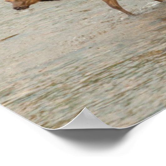 Elks überqueren den Colorado-Fluss Poster (Ecke)
