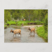 Elks überqueren den Colorado-Fluss Postkarte (Vorderseite)