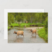 Elks überqueren den Colorado-Fluss Postkarte (Vorne/Hinten)