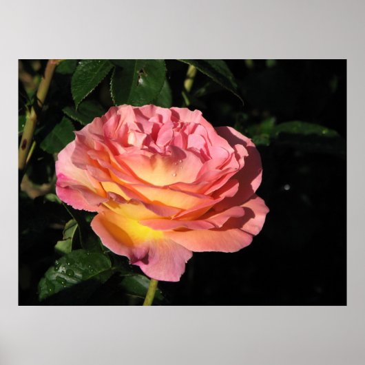 Elle Hybrid Tea Rose 152 Poster (Vorne)