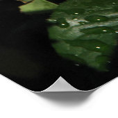 Elle Hybrid Tea Rose 152 Poster (Ecke)